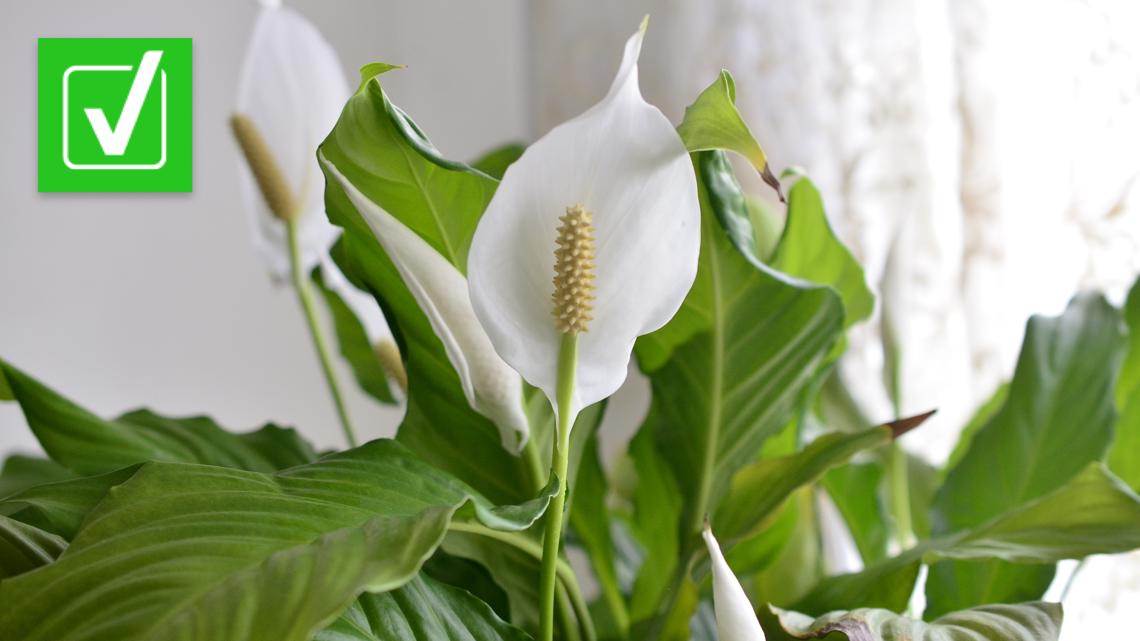 Is peace lily poisonous to sale cats