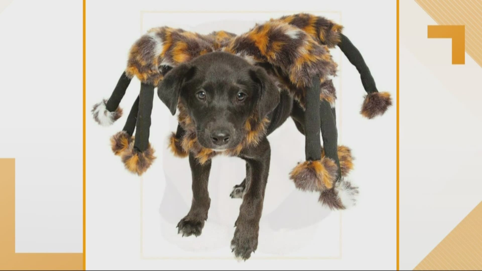 Look no further for your pup's perfect costume. According to a new internet poll, the top costume this year is a spooky spider.