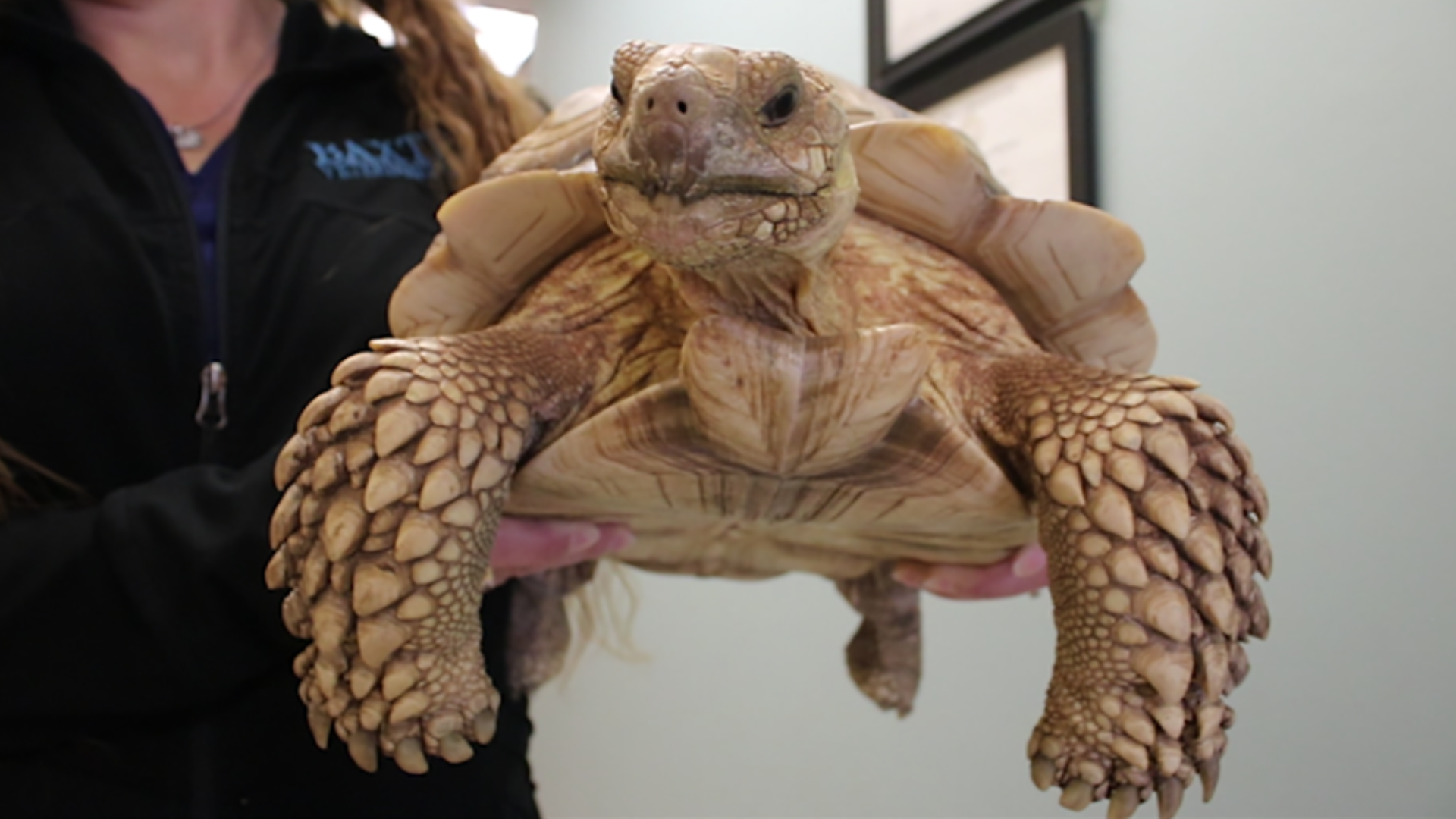 tortoise clinic near me