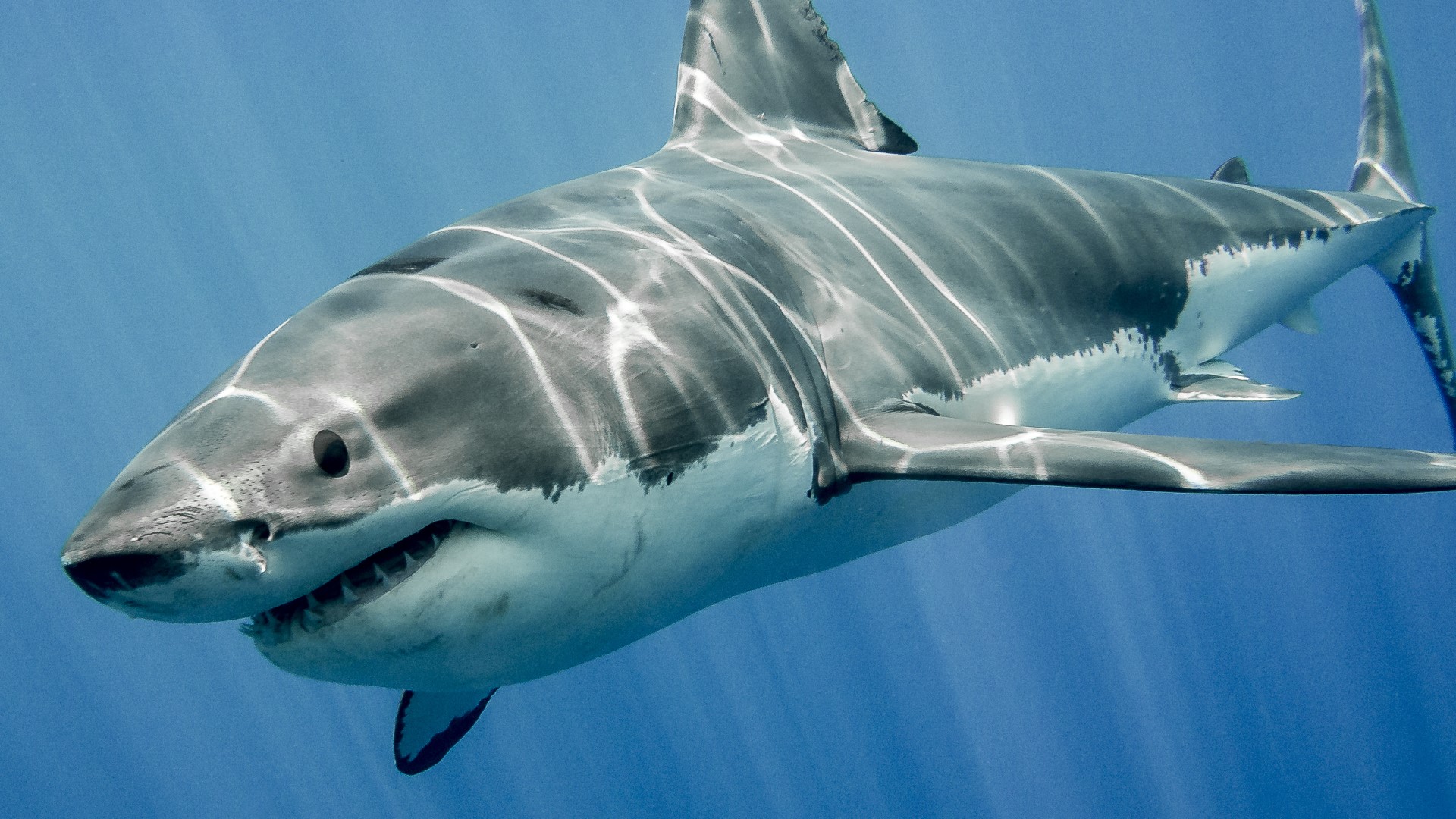 While you may be afraid of sharks lurking in the water, they probably should be more afraid of us.