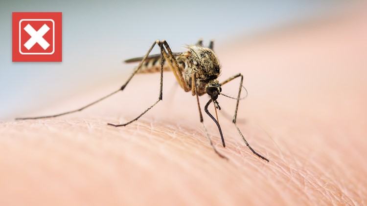 Busting 4 common mosquito myths