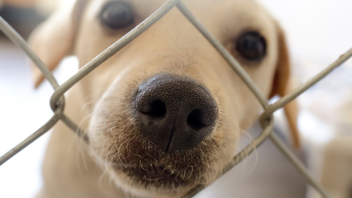 Sleepover at Midcoast Humane Society helps raise money for shelter pets