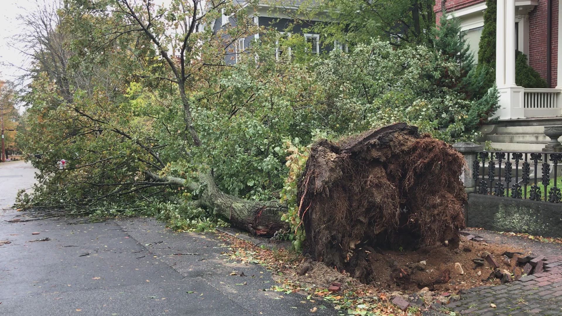 Uprooted tree on Neal St. in Portland