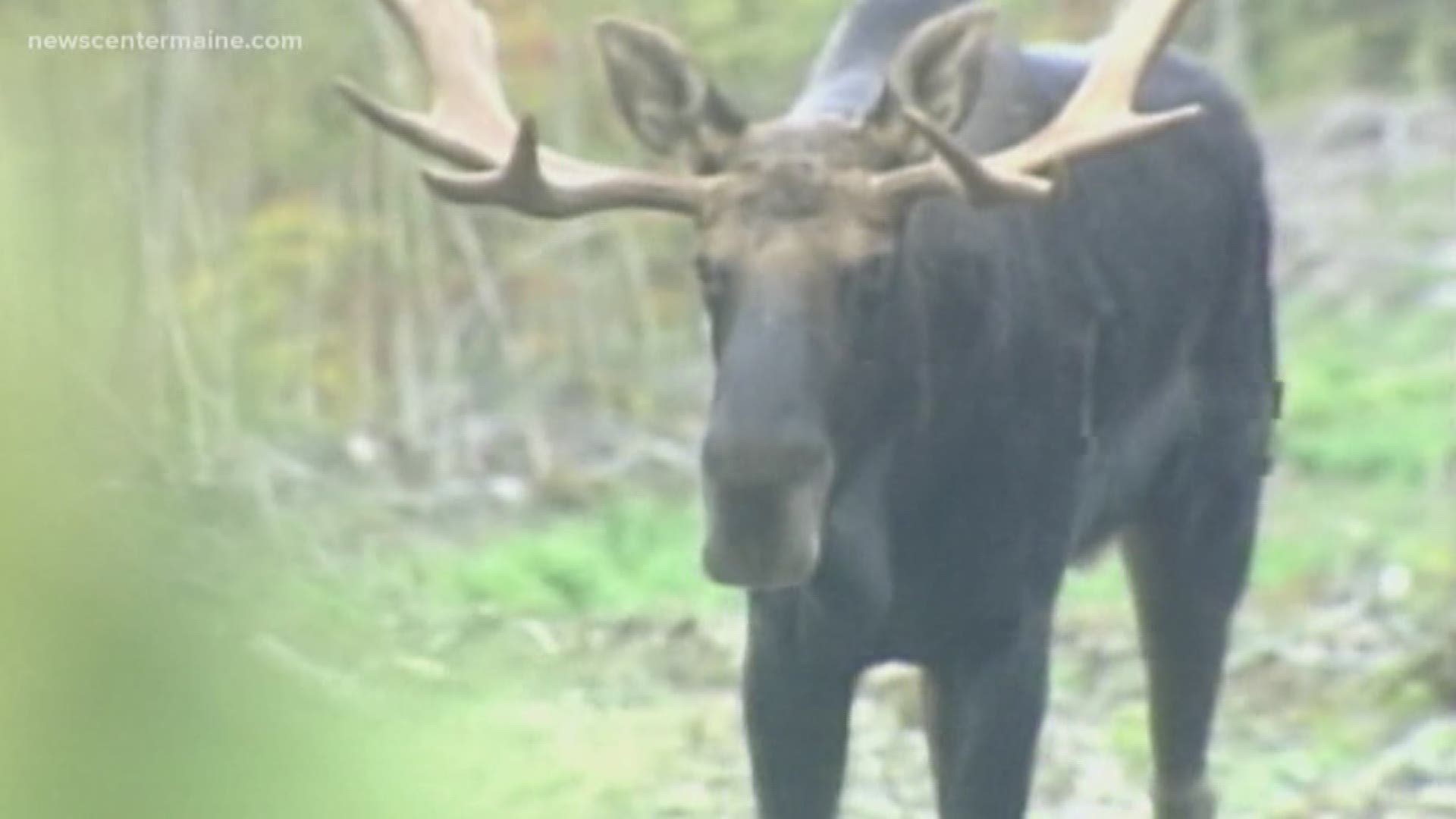 Maine wildlife biologists are recommending moose hunting permits go up by 10%.