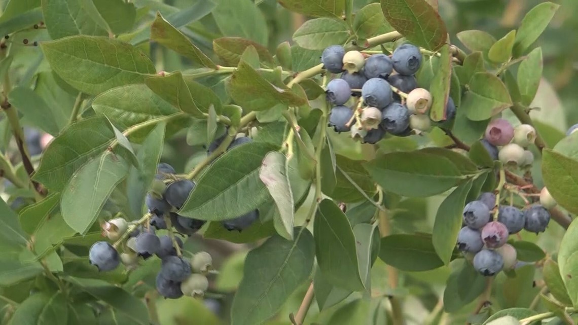 UMaine study finds extracts, concentrations of polyphenols from