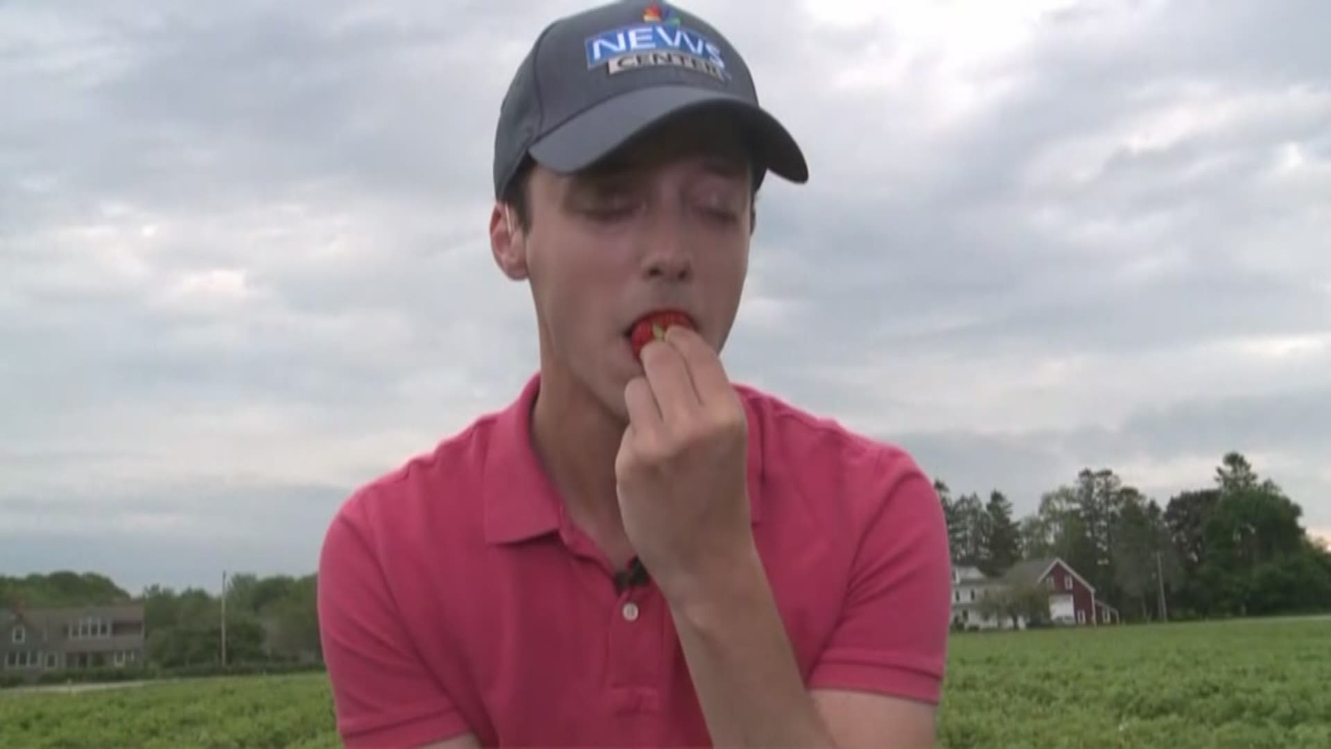 Learn how much better a strawberry can taste when you pick it yourself at the Cape Elizabeth Strawberry Festival 