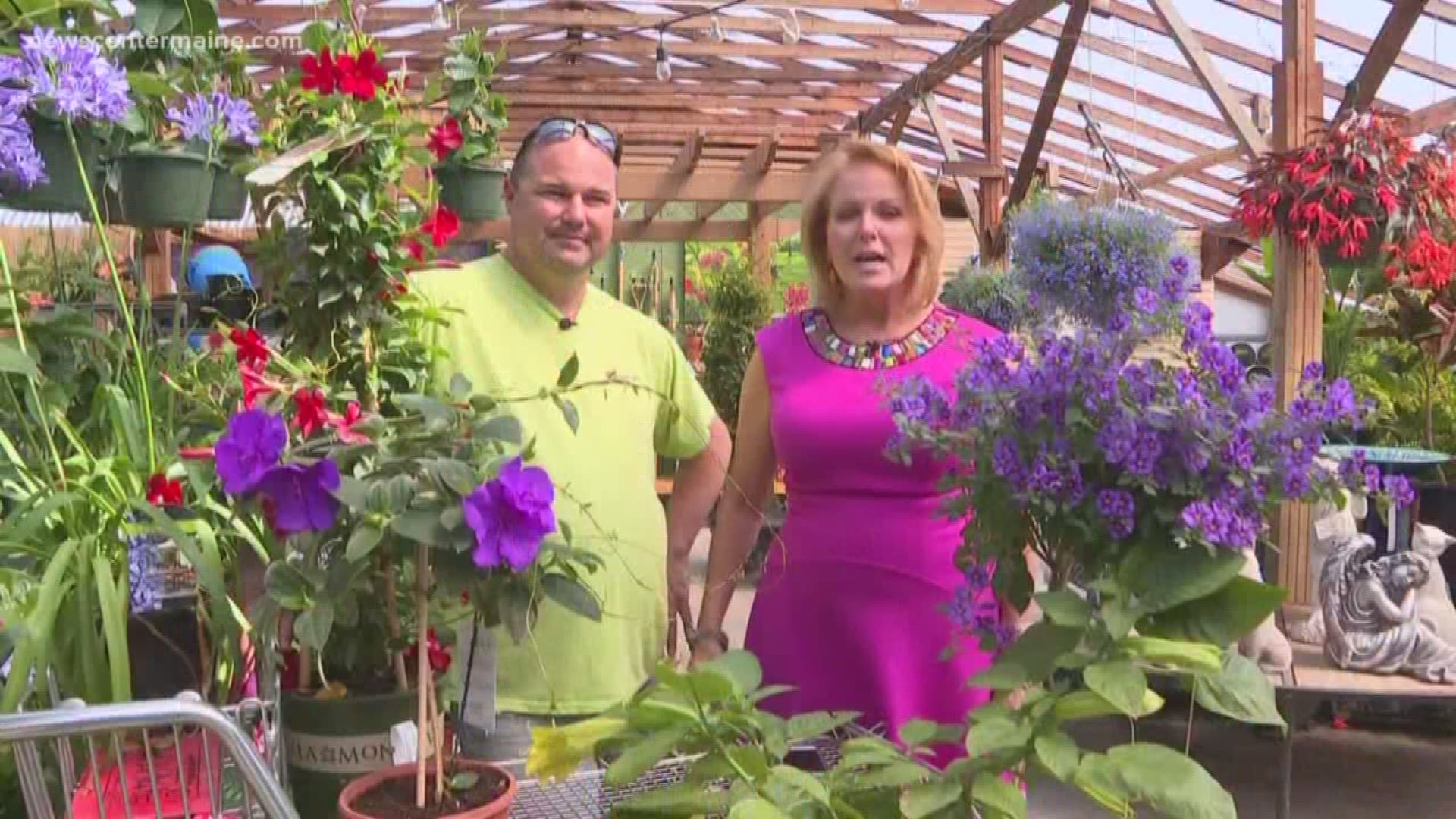 Cindy Williams and Tom Estabrook give tips on what you should do to successfully move your tropical plants from inside your home to your outdoor garden