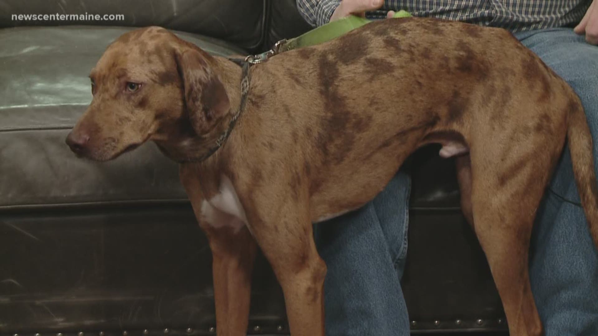 Tito is a Catahoula mix. He's available for adoption at Passion for Pets Rescue.