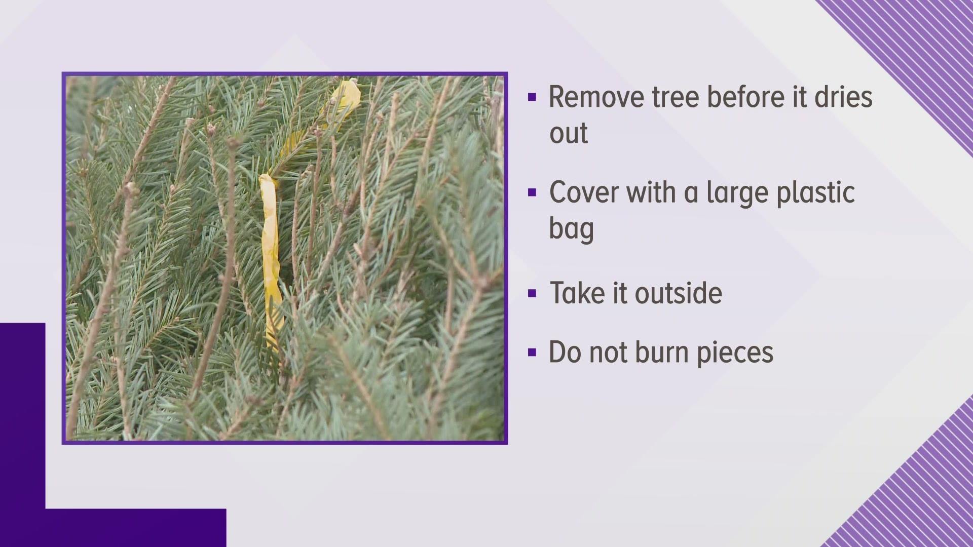 It's safest to remove your Christmas tree before it dries out to prevent it from starting a fire.