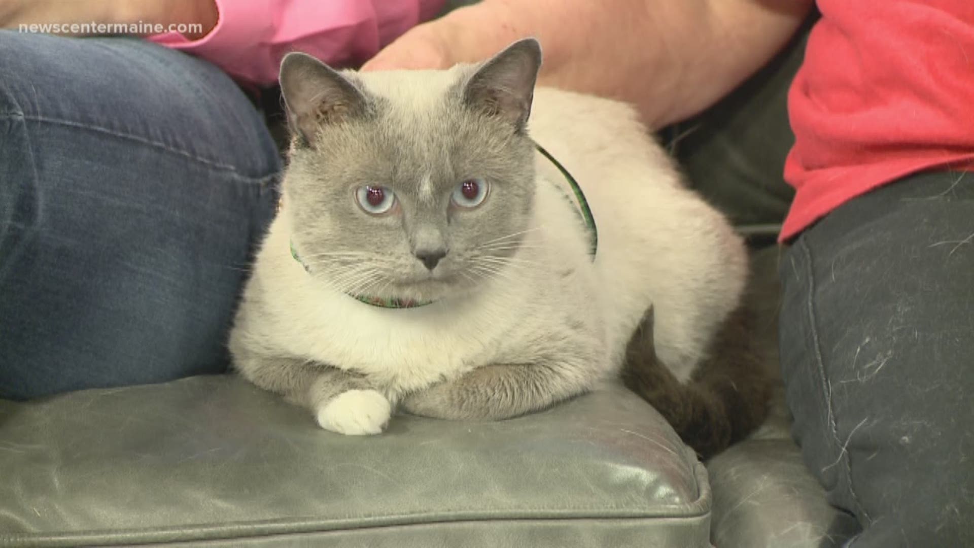 Ash the cat is available at HART of Maine. Ash is laid back and has beautiful blue eyes. His adoption fee is about $95.