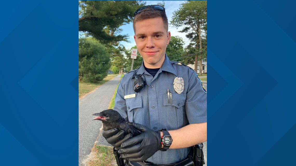 Brunswick, Maine, police officer saves injured bird | newscentermaine.com