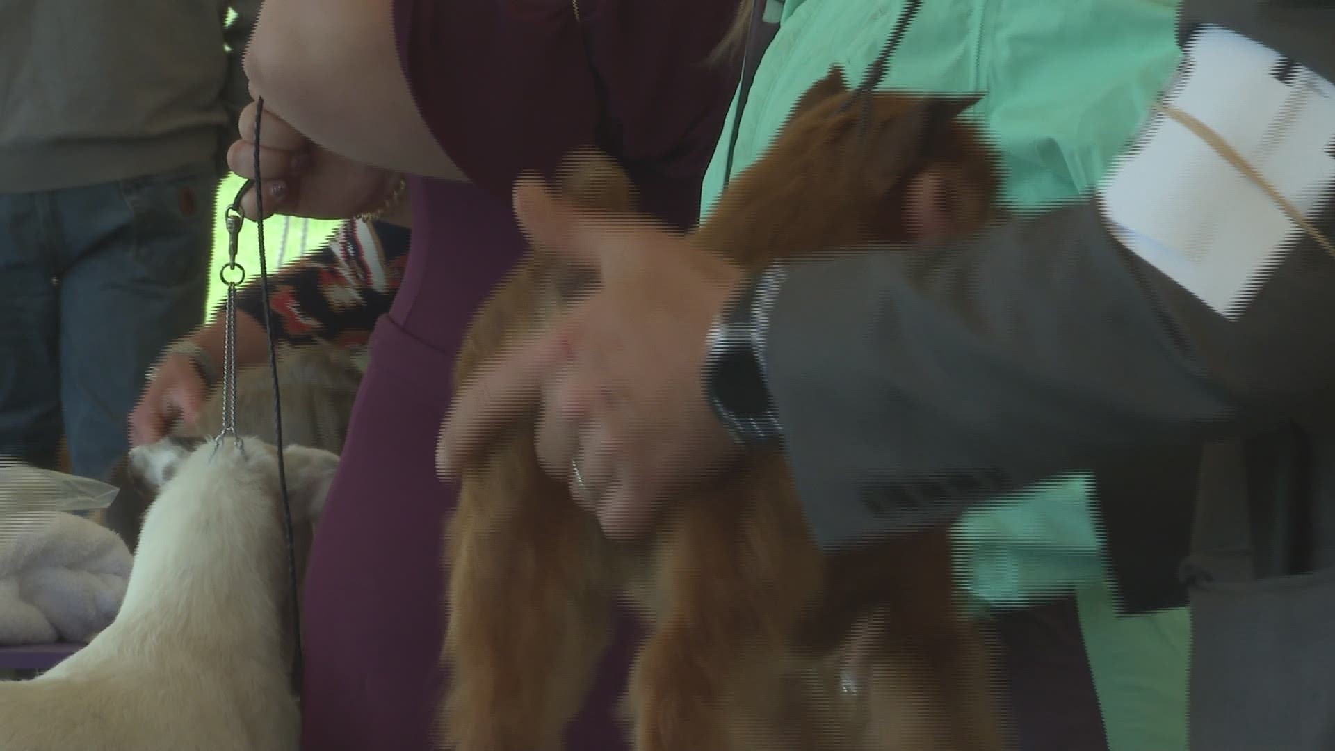Over 2,800 dogs competed in the seventh annual Chickadee Classic Dog Show in Cumberland.