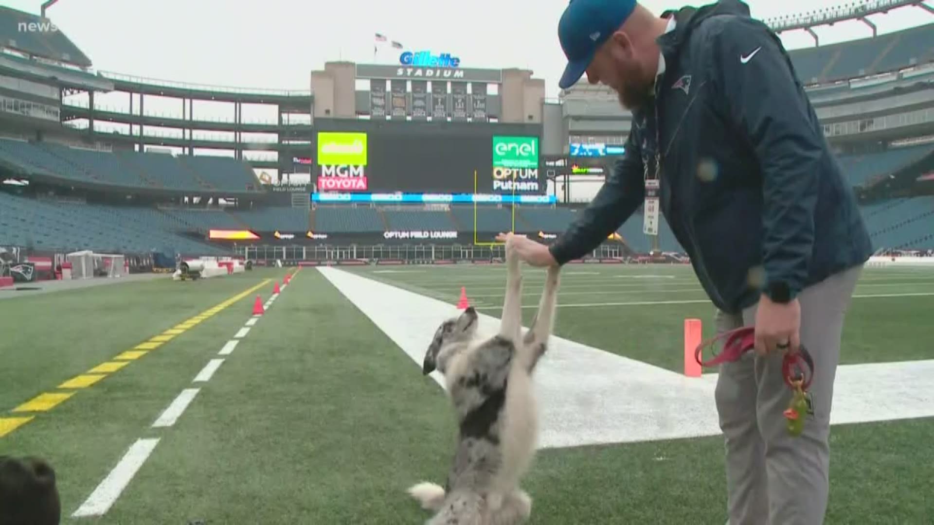 Ryan Bjorn of Old Town has a four-legged assistant to help him take care of the fields at Gillette Stadium.