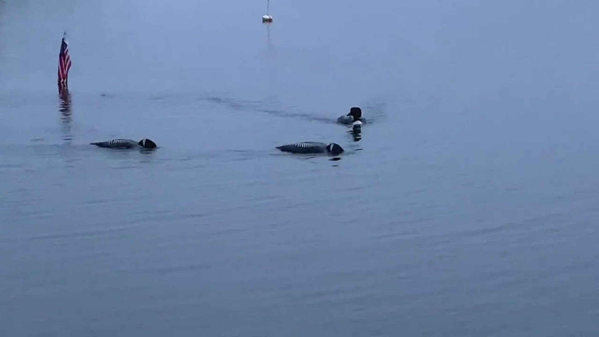 Breakfast time for loons on Beech Hill Pond in Otis, Maine