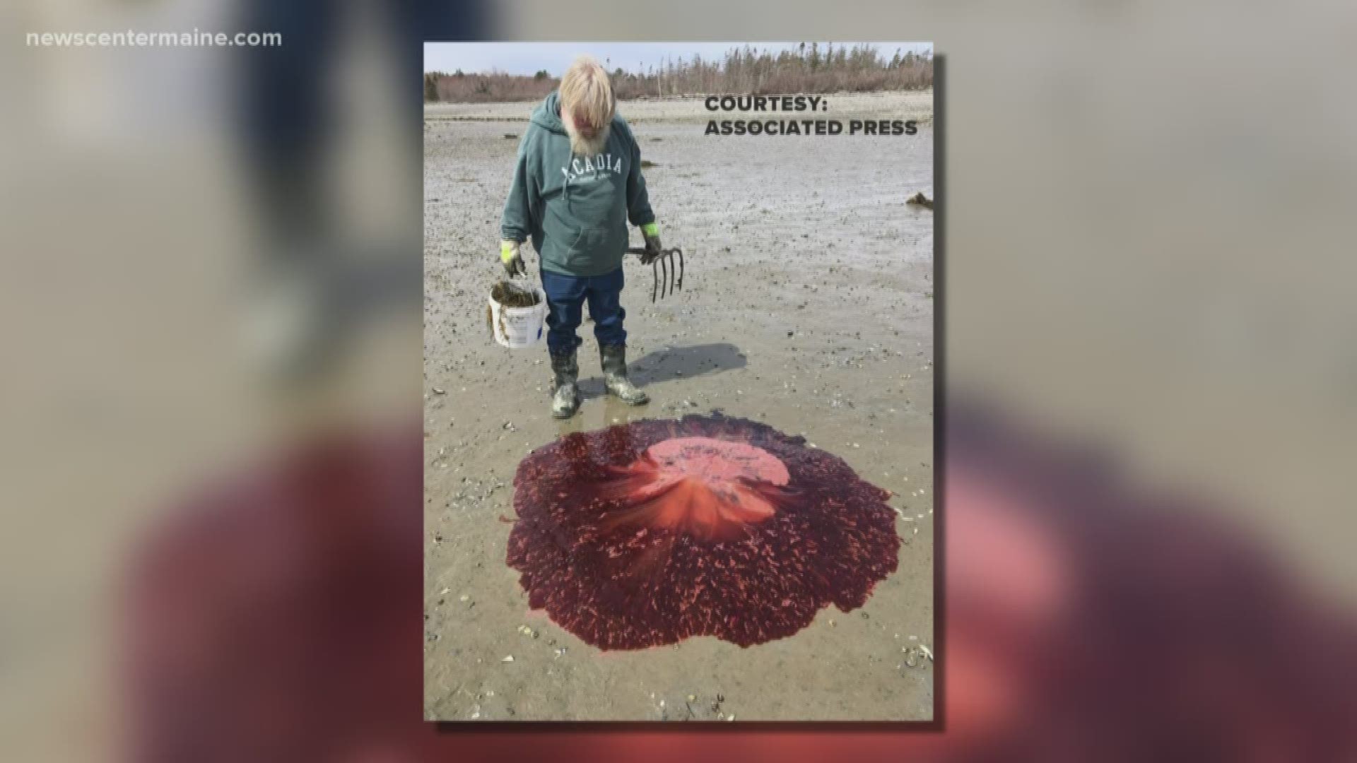 There have been a lot of large jellyfish sightings in the Gulf of Maine and on beaches in recent months.