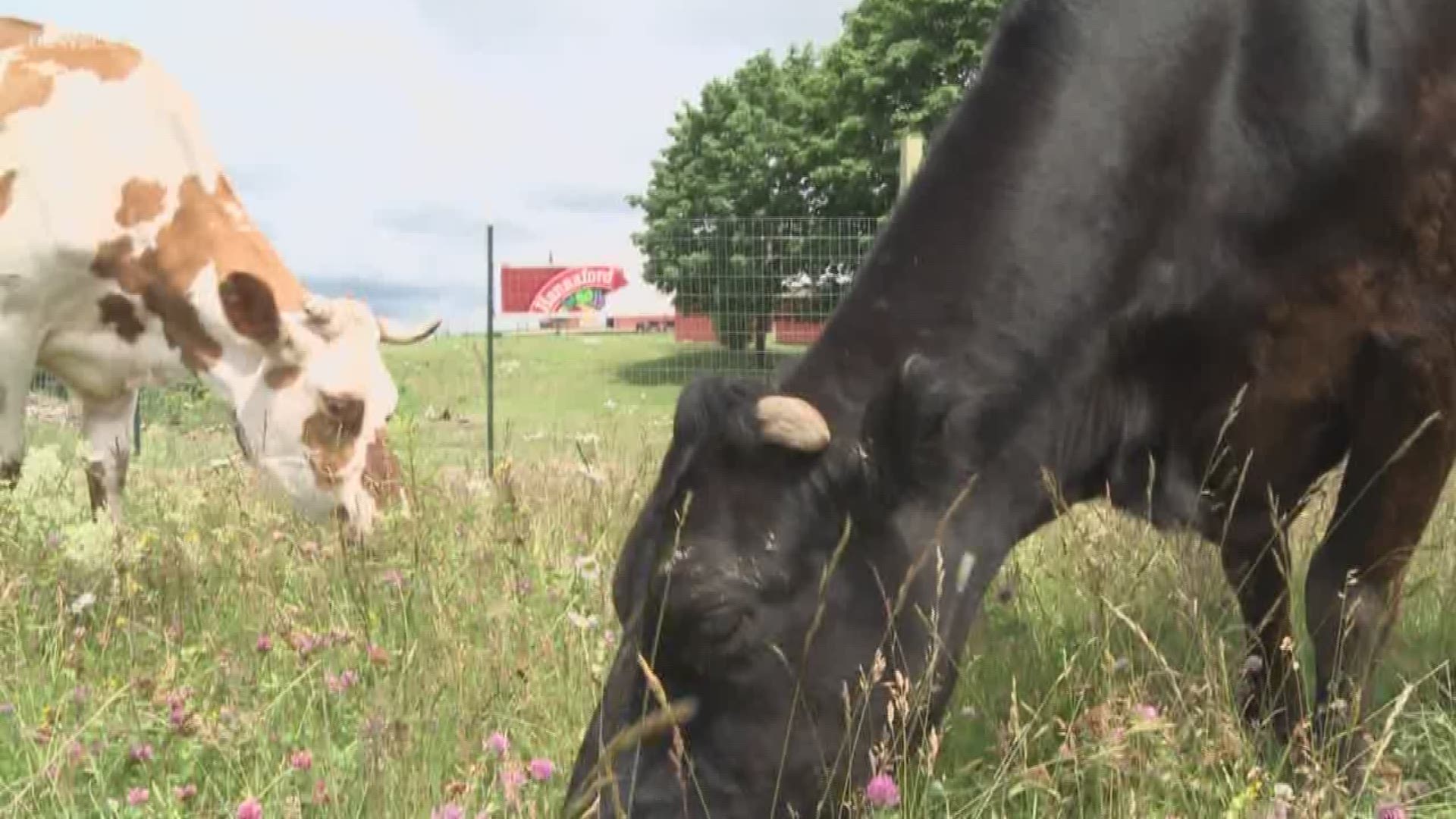 Aroostook County dairy cows rescued