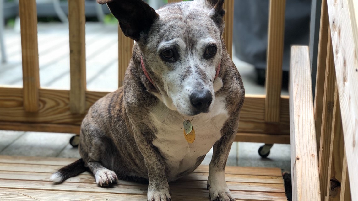 Senior dogs spend their golden years at North Yarmouth rescue and  retirement home