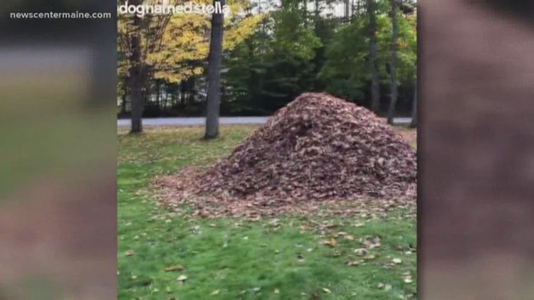 Freeport Video Of Dog Jumping In Leaves Newscentermainecom