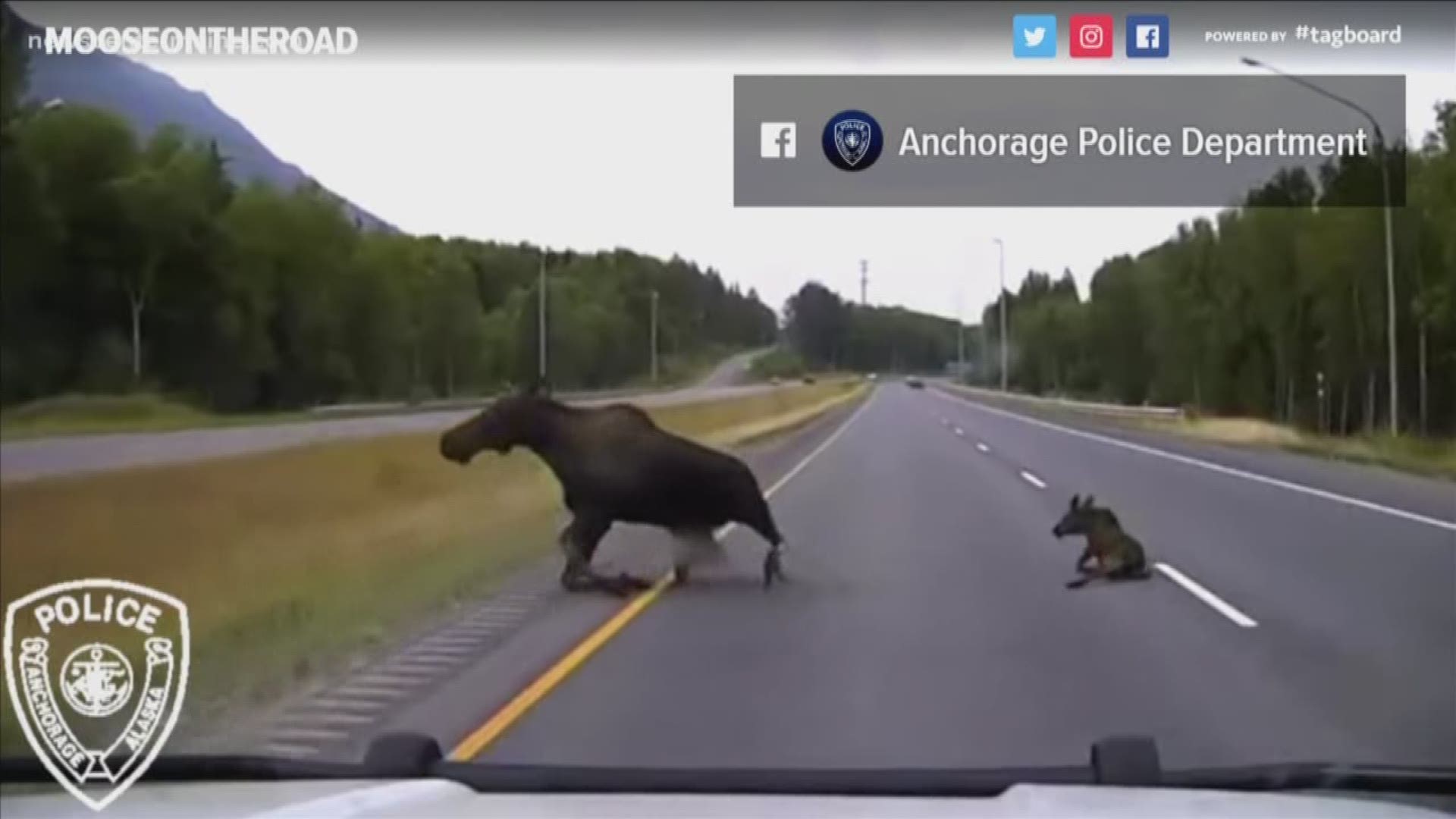 An Anchorage Police officer avoids catastrophe as a momma moose and her calf run across the highway.