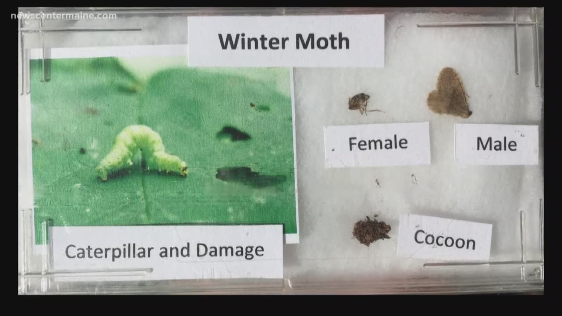 Fighting moths with parasitic flies
