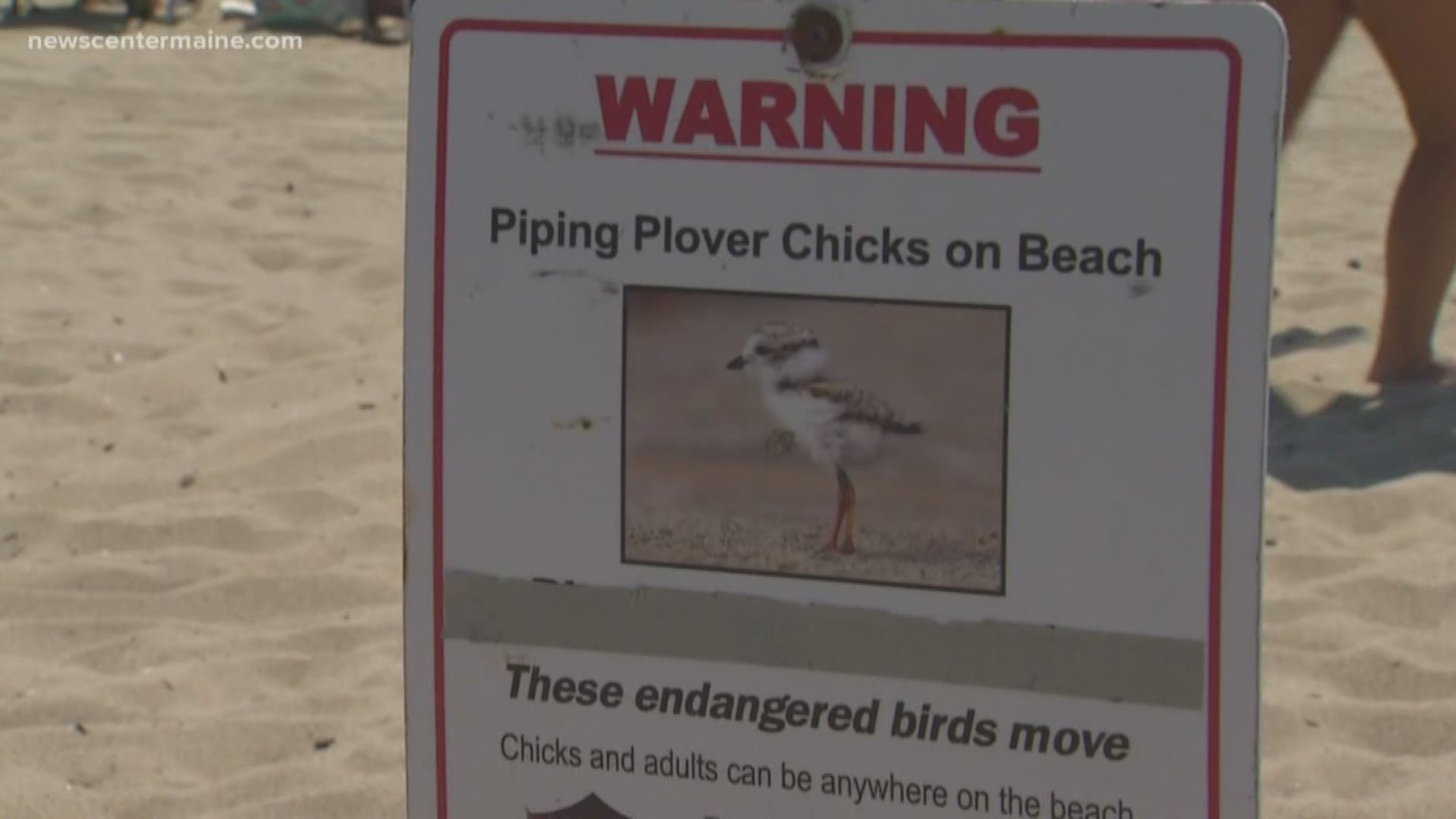 Taking precautions with piping plovers in OOB.