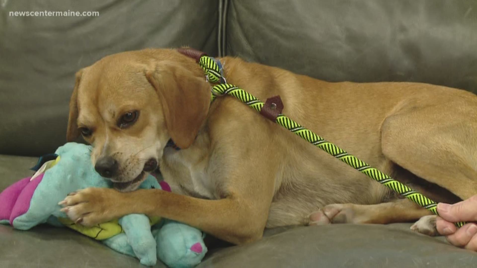 Chappy the puppy puggle is up for adoption at NFR Maine