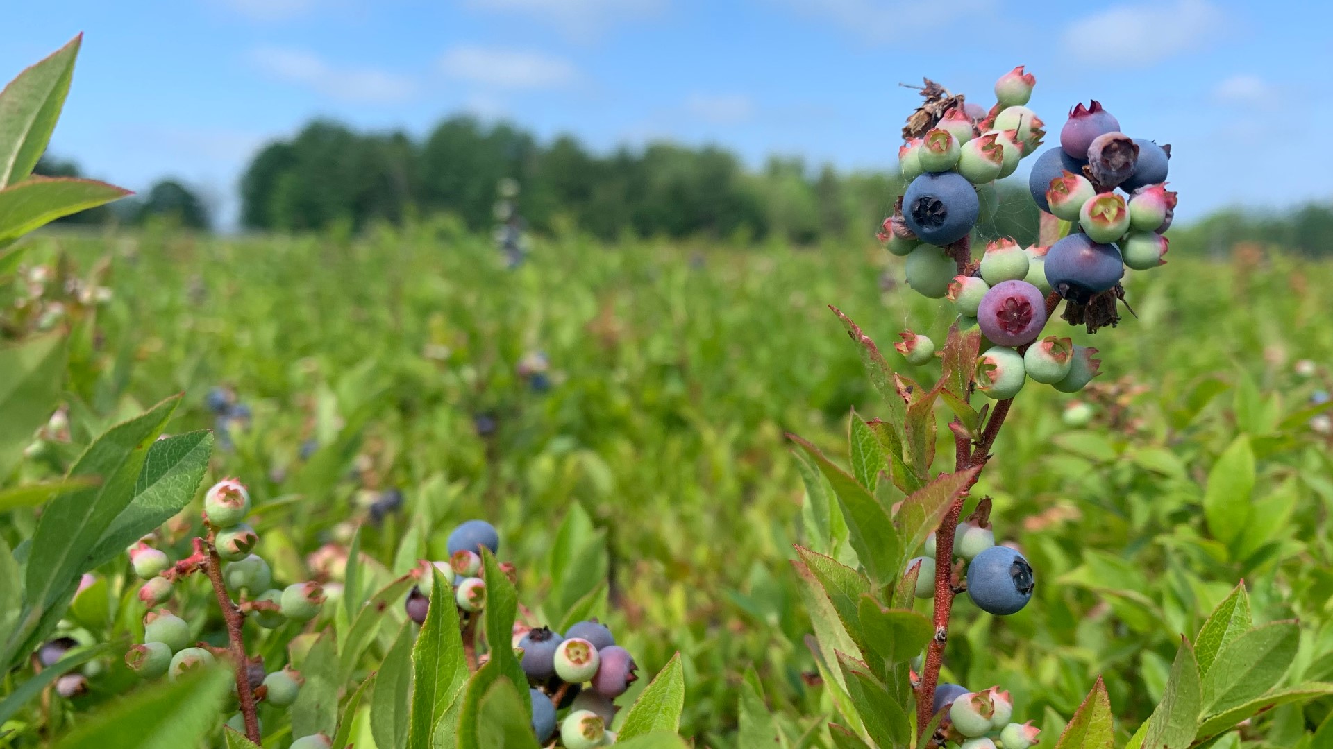 The University of Maine Cooperative Extension is partnering with BlueWave Solar and Navisun on a new solar project being installed on a Rockport blueberry field.