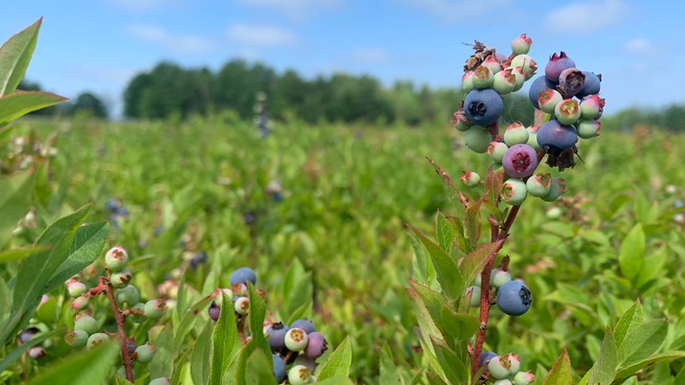 COVID-19's impact on Maine's wild blueberry industry