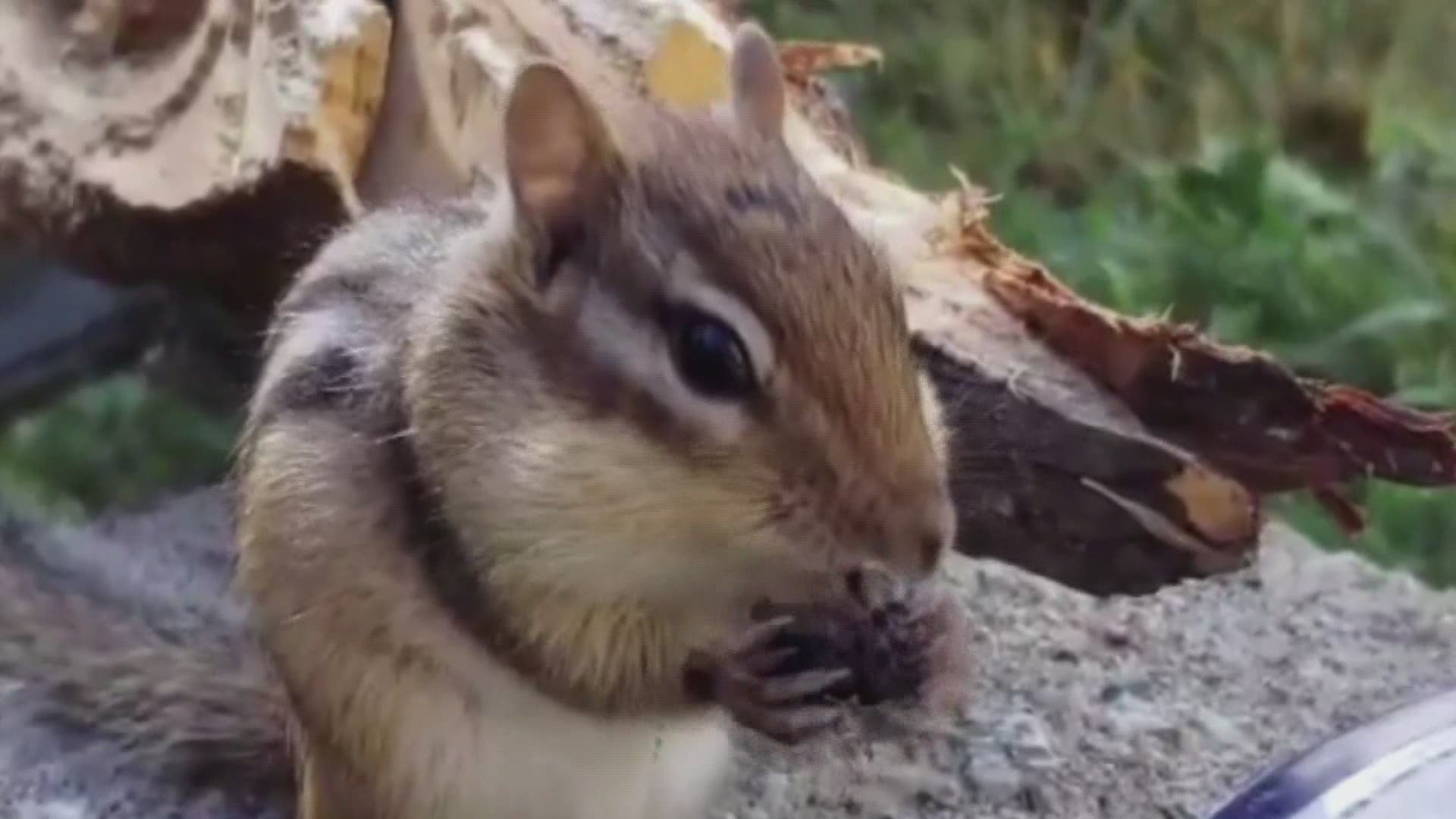 Cheeks the chipmunk has made friends with one Maine family. He chirps every morning by 7 a.m. to be fed and will eat out the hands of his adopted family.