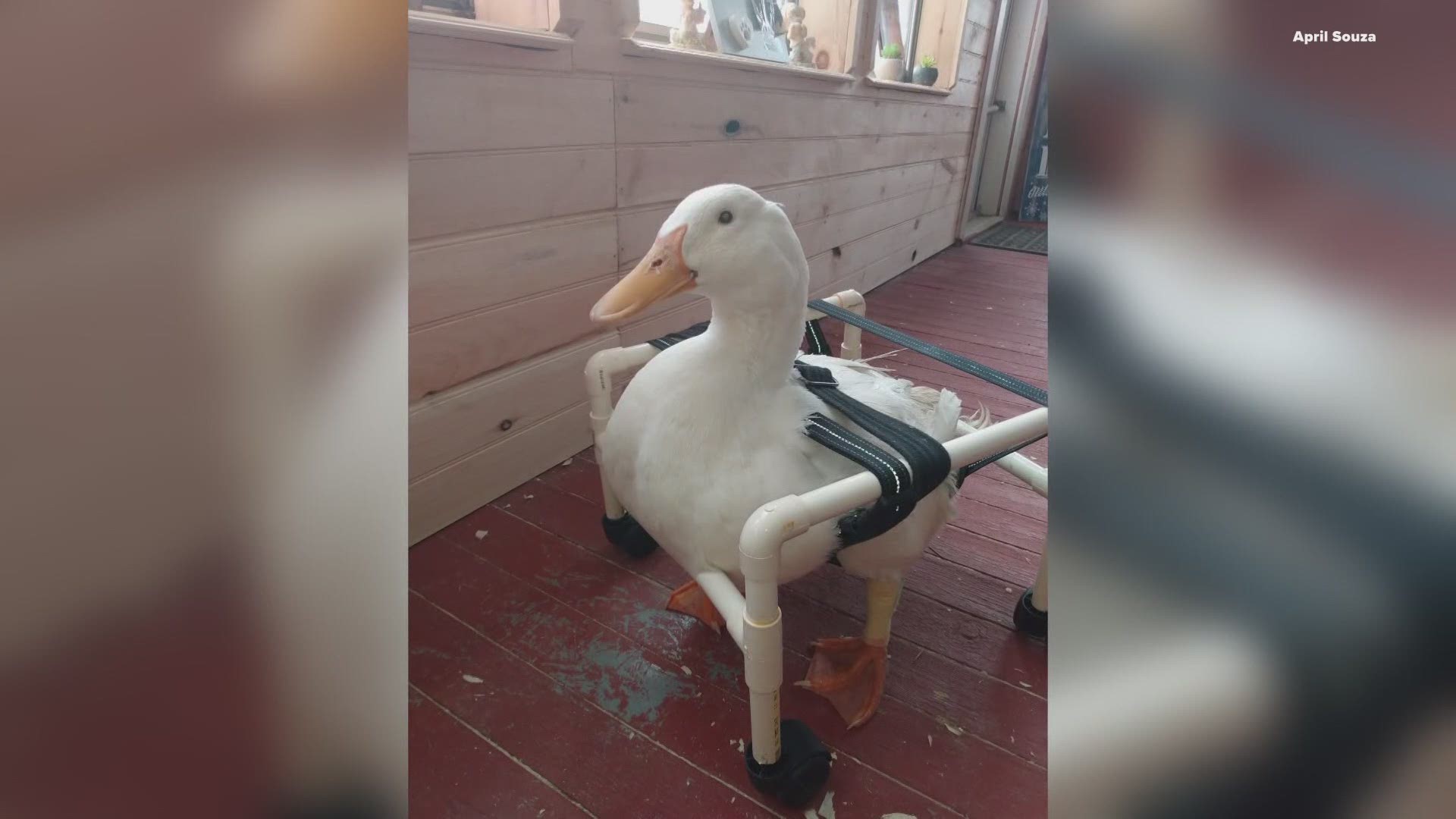 Ry the duck was born with a condition causing him to struggle to hold up his head. His owner came up with an innovative solution to get him back on his feet.