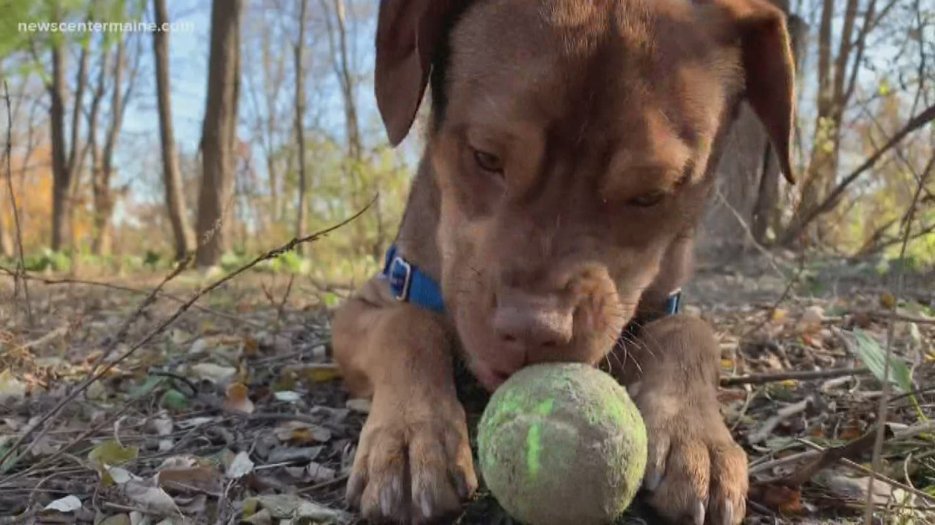 Rusty the terminally-ill puppy finds a home.