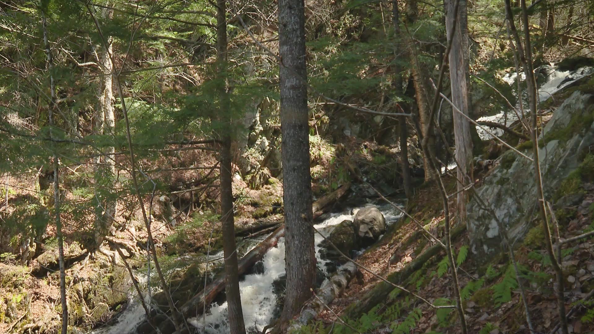 A Breath of Fresh Air: Carry Brook in Moxie Gore is Peaceful and Untouched