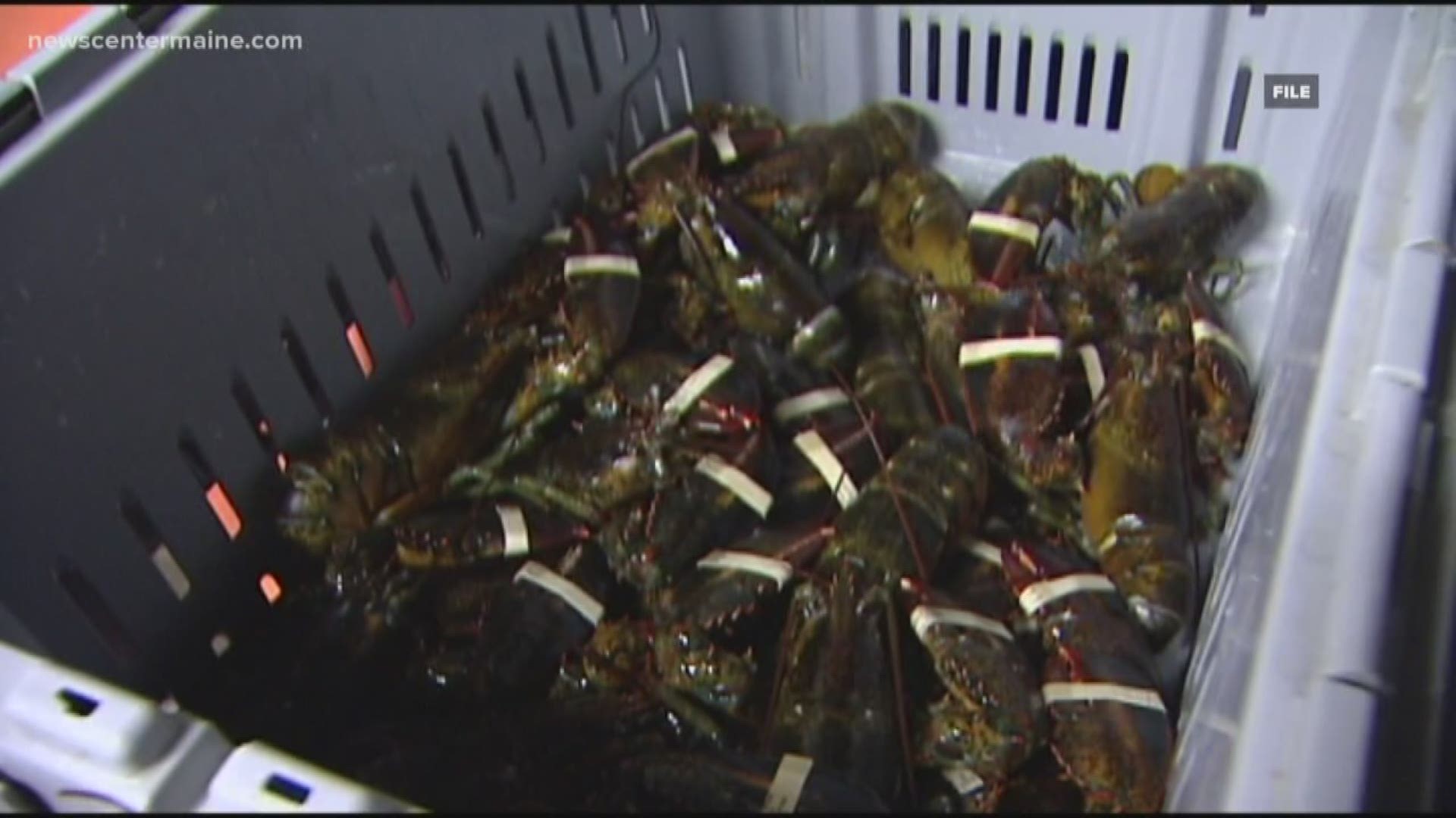 National Lobster Day in Maine