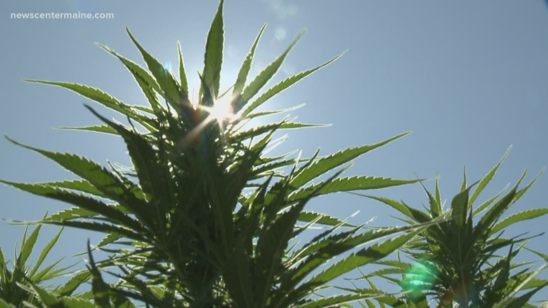 Maine hemp growers are concerned that new rules could hold back the growth of the industry.