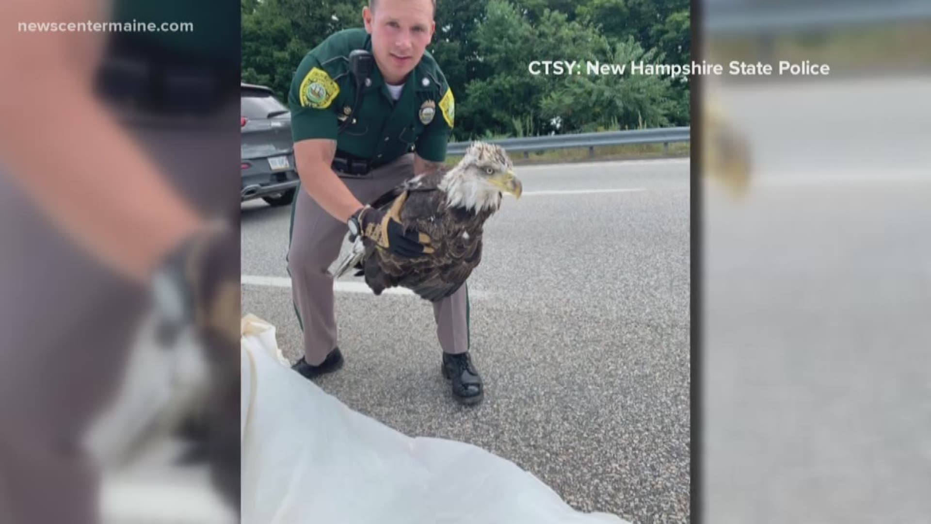 Bald eagle rescued from New Hampshire highway