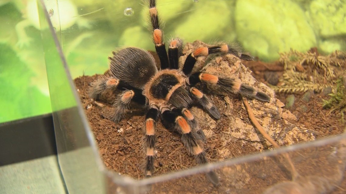 Tarantulas and scorpions found in Maine motel room