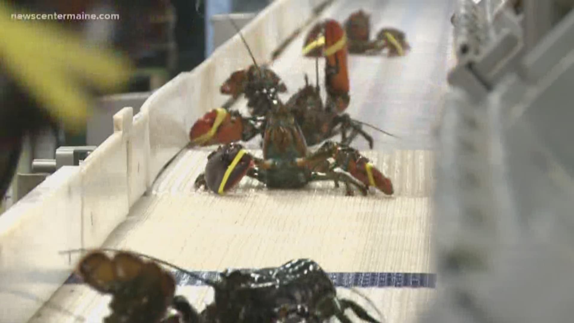 Tariffs affecting lobster business in Maine