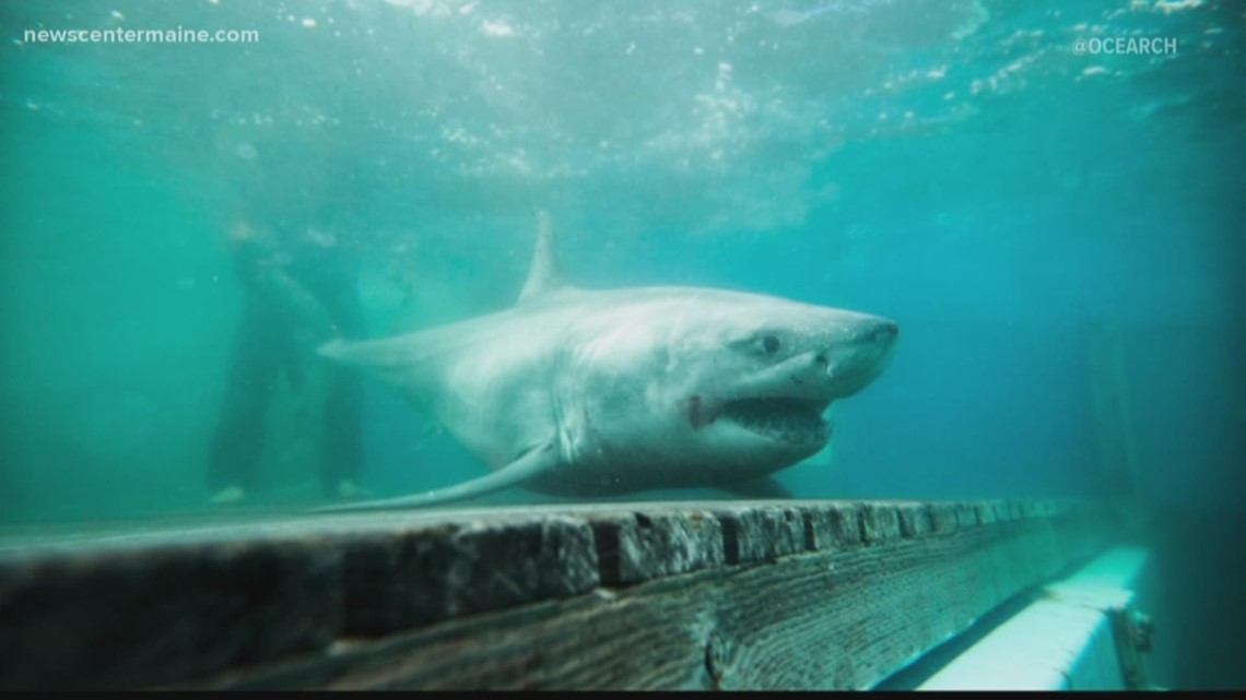 Great White shark in the gulf of Maine
