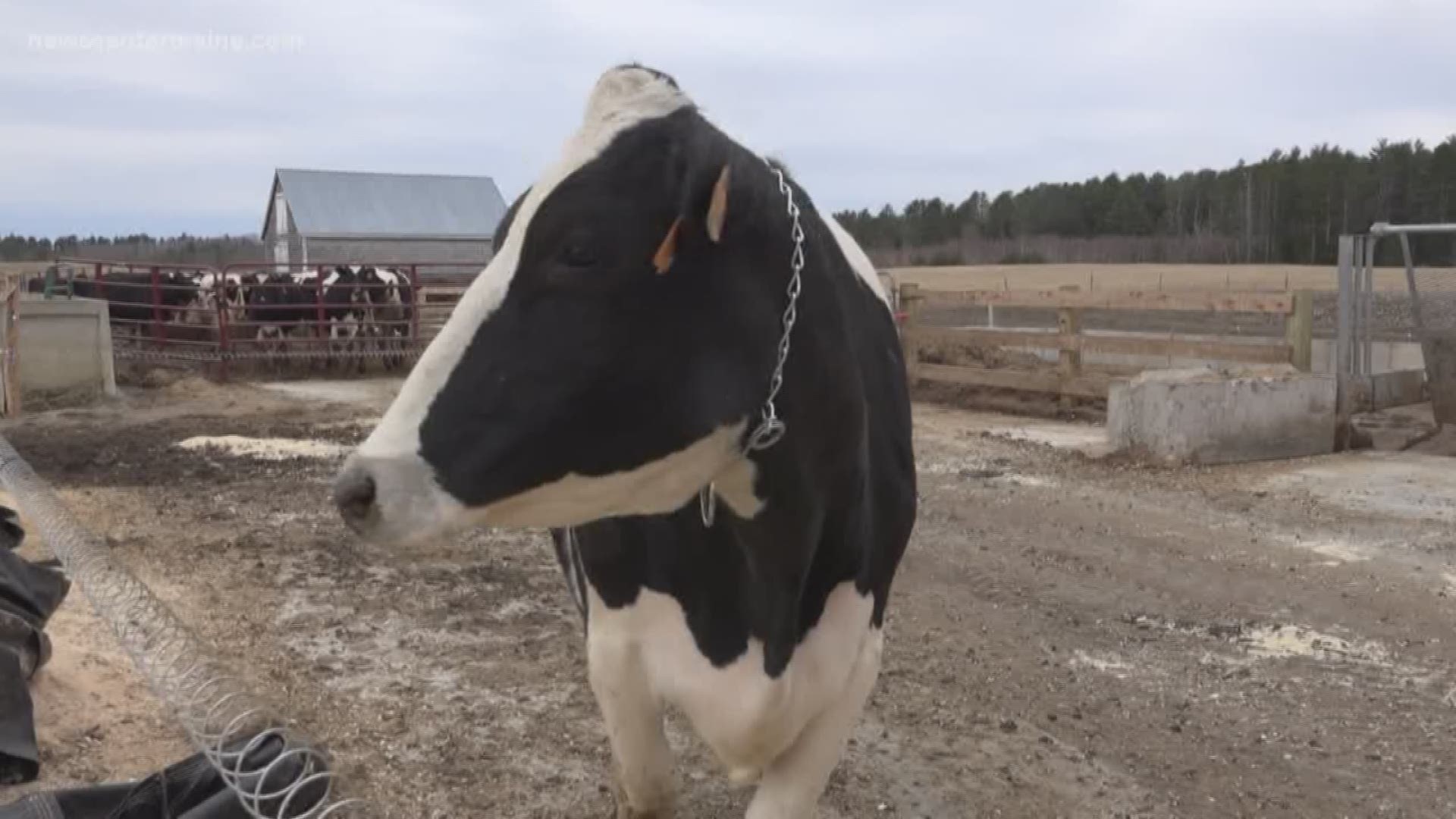 New life for dairy.