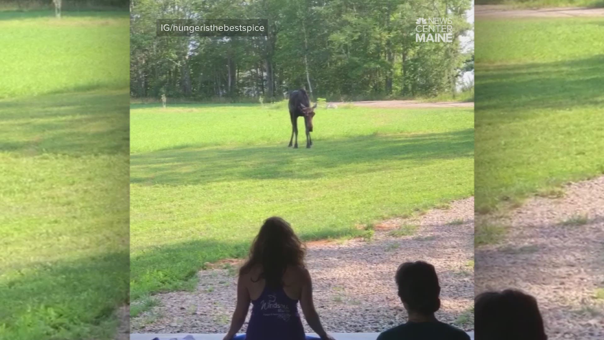 Maine moose becomes one with yoga retreat group