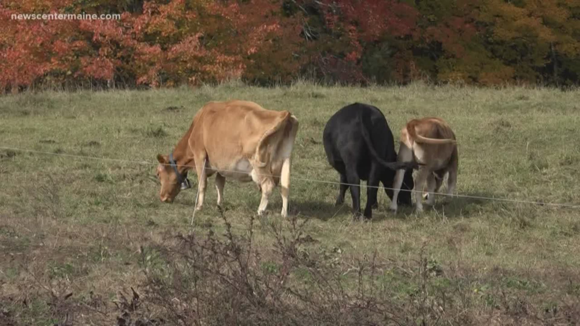 Maine credit union offering help to farmers