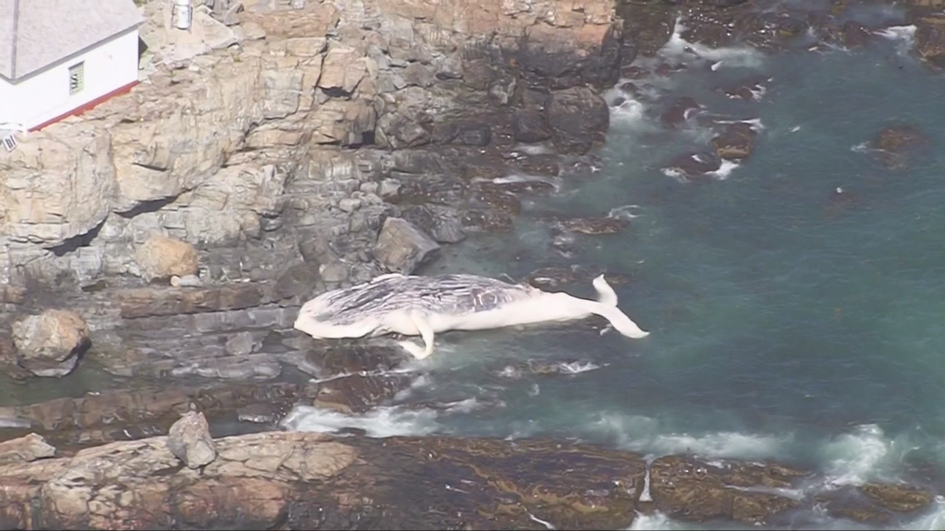 Officials are investigating after two dead whales washed up on Boston-area beaches Friday.