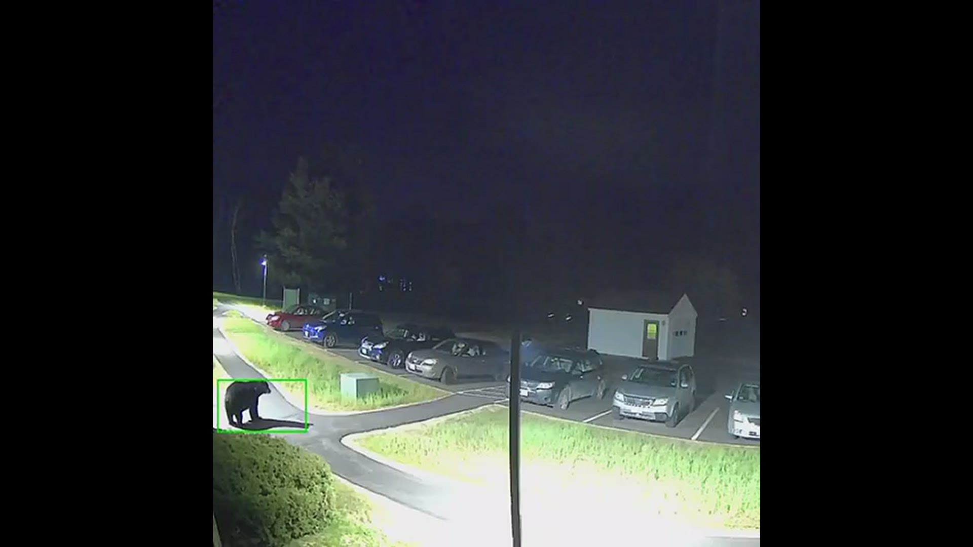 We have a lot of bear activity here in Fryeburg Maine after 9 pm
Credit: Kyle Soares