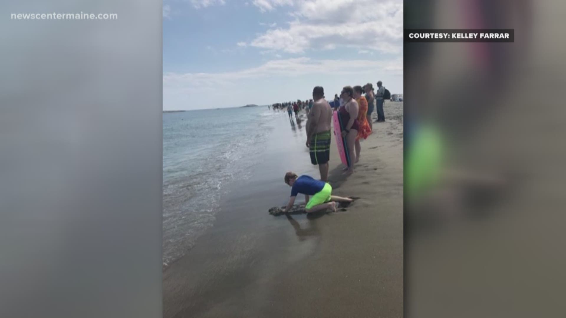 Beach-goers in Maine were evacuated from the water at Popham Beach after a possible shark sighting.