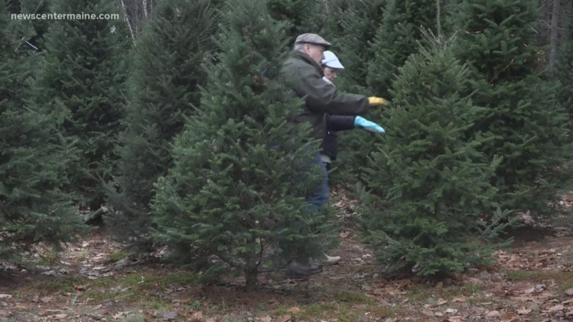 Americans will pay more for natural Christmas trees.