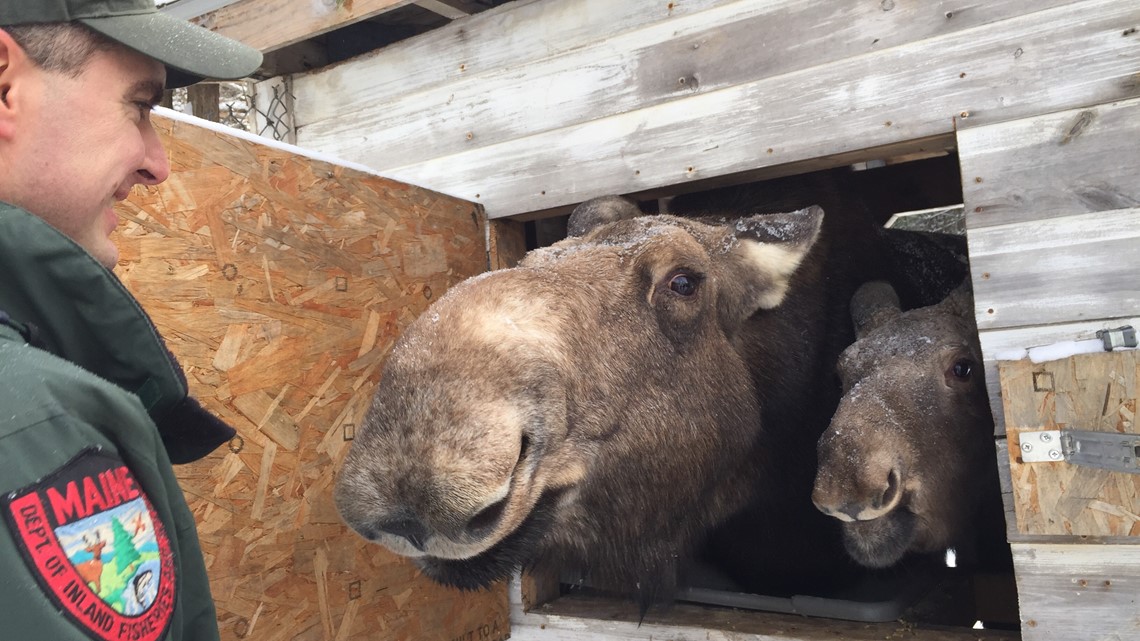 Maine Wildlife Park: Maine Dept of Inland Fisheries and Wildlife