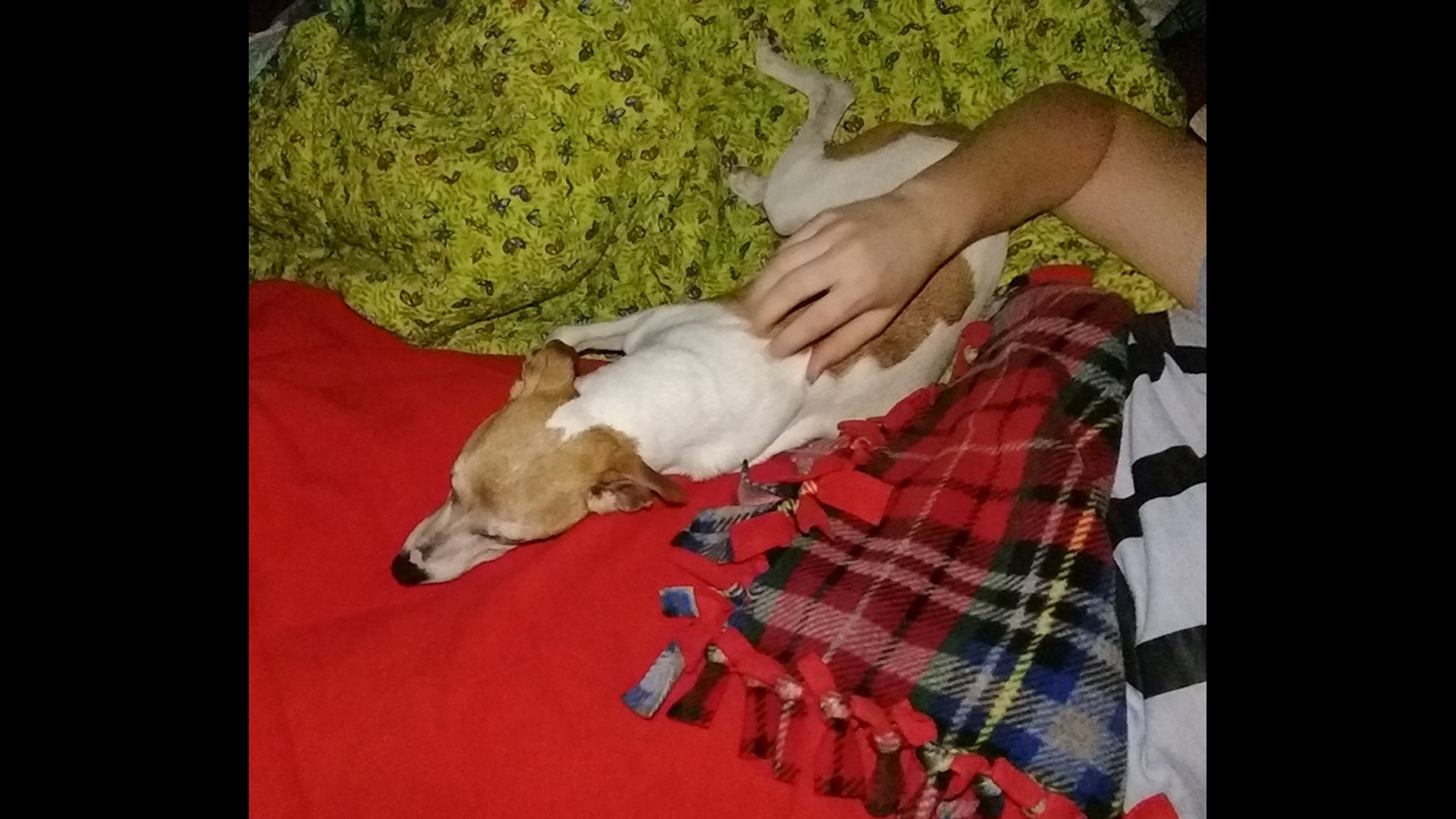 Does a popular flea & tick med make dogs sick? These owners say yes