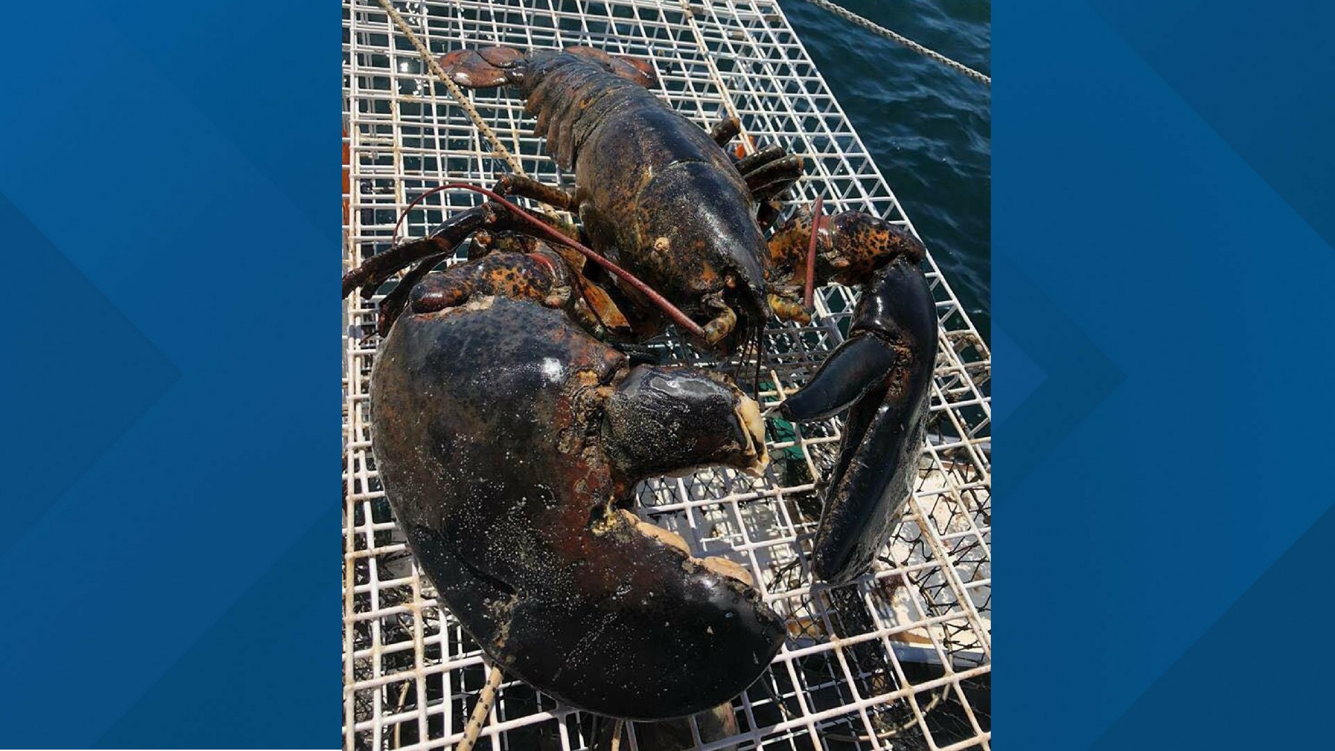 The Moby Dick of lobsters caught off the coast of Phippsburg