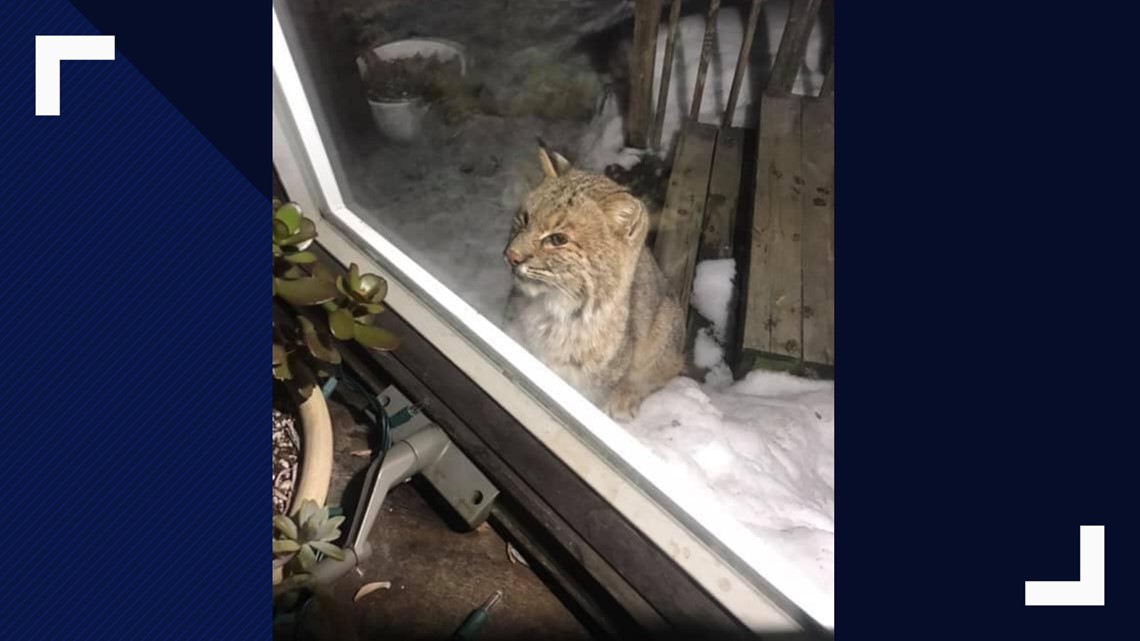 Curious bobcat visits couple's home in Glenburn