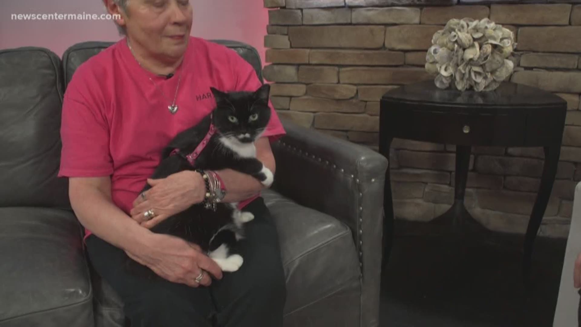 Zola the cat was the featured pet on this week's Fetch ME a Home. Zola is up for adoption at Hart of Maine.